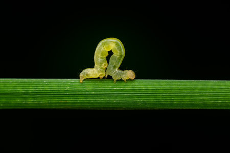 Macro photo of Rice leaf folder caterpillar walking on the rice leaf in the agriculture field. These...