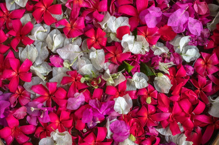 Background of many types of plucked original flowers spread on surface with various colors.の写真素材