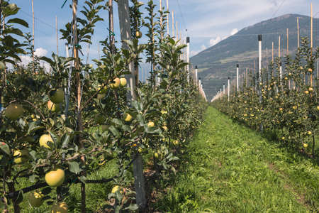 Ripe apples in large apple orchard in South Tyrol