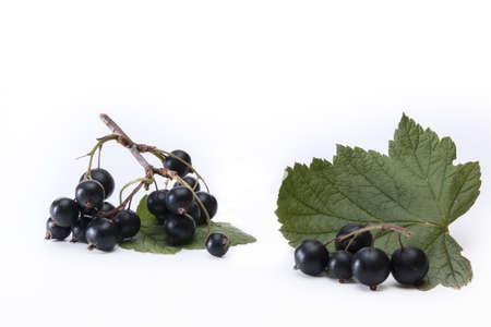 freshly harvested dark black currant with branch and leaf isolated on white backgroundの写真素材