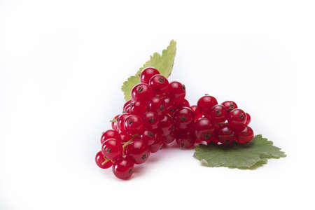 freshly harvested red currant with branch and leaf isolated on white background