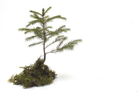 Close up of small conifer growing out of pile of moss on white backgroundの写真素材