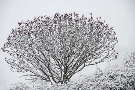 beautiful isolated tree during visible natural snowfall with snowflakes as a concept for winter romance and snowの写真素材