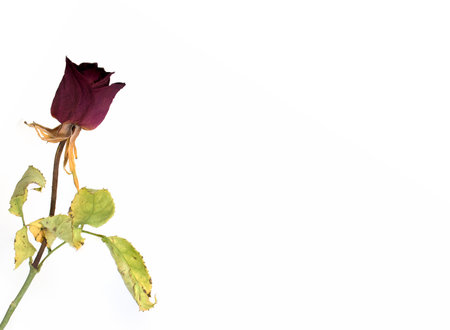 a single red rose withered flower with dry leaves and stem on white background concept for loss and transienceの写真素材