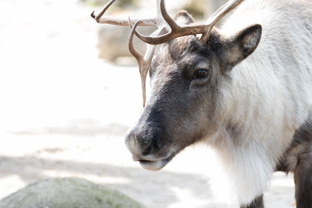 Close up of reindeer with big antlers seen from side front as romantic animal portrait for Christmas advent and new yearの写真素材