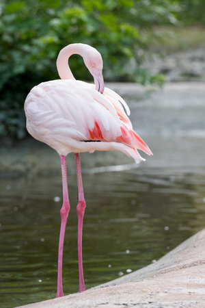Side close up of pink flamingo standing in water as animal portraitの写真素材