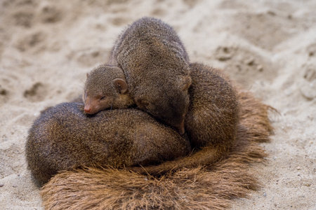 Extreme close up view of several cuddly cute little rodent mammals lying on top of each other and sleeping as if in hibernation as a cute pet portraitの写真素材
