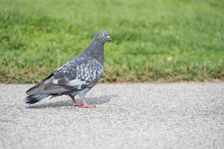 Close up of a pigeon bird on a public path outdoors on a sunny day next to a green lawn in a public park area as a concept for pests in urban environmentの写真素材