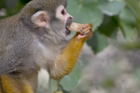 Little monkey eating a small piece of food in a tree on a branch as cute human like mammalの写真素材