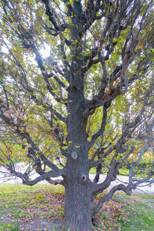 Close up of a big old densely overgrown tree with many branching branches and leaves against a bright glaring sky with sunlight as a concept for life the tree of life and family treeの写真素材