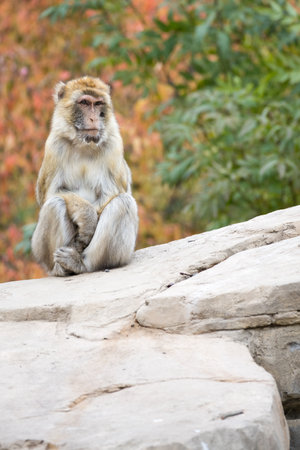 Close up of cute monkey sitting on bright white stone rock with green vegetation in blurred background as concept for single alone and lonelyの写真素材