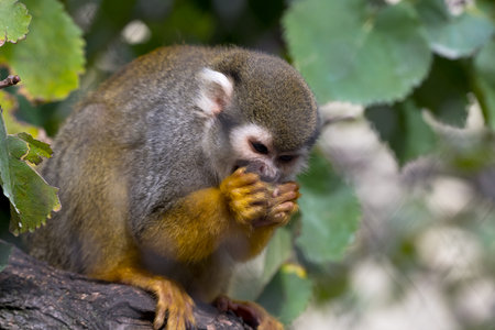Close up of cute little monkey holding and eating a piece of fruit with both hands and chewing cutely as a friendly animal portrait of a human-like behavior of a wild animal mammalの写真素材