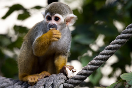 Sweet little monkey sitting on rope eating a small piece of food as cute human like mammal animal portraitの写真素材