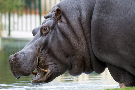 Animal portrait extreme closeup partial view lateral close up of mammal Hippopotamus hippo with dangerous open mouth and visible threatening t teeth as a concept for dangerous big game speciesの写真素材
