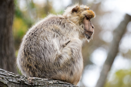 Animal portrait of a monkey seen from side in profile sitting a cute human-like mammal concept for loneliness an lossの写真素材