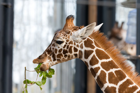 Close up of a lovely young baby giraffe eating a branch with green leaves and chewing cutely as a friendly animal portrait of a wild creatureの写真素材