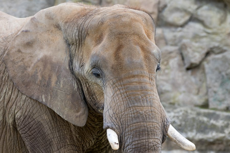Close up of large adult African elephant with white tusks seen from diagonal front as impressive animal portrait of large wild animalの写真素材