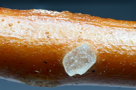 Partial view extreme close up of a salt crystal on a snack stick nibble of salt against blue background as a concept for snacks and snack foodsの写真素材