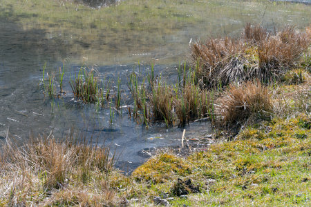 small lake pond surrounded by grass with tufts bushes of grass growing out of the water reeds and skinny stalks wetland concept pristine untouched nature and relaxationの写真素材