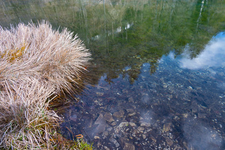 brown dried up grass tufted reed grass on the shore of a clear mountain lake in tyrol with reflecting water surface as a concept for rest recreation and relaxation by the waterの写真素材