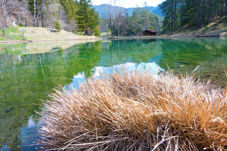 landscape view of mountain lake with brown dried reed up grass tuft on the shore of clear water tyrol surface reflecting water concept for relaxation rest holiday and recreationの写真素材