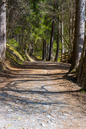 dreamy view of a wide forest path trail road between trees in dense forest as a concept for recreation in the countryside walking hiking rest and relaxation back to natureの写真素材