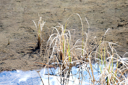 Reed tussock in small standing water mountain lake in tyrol rest recreation intact nature and marshlandの写真素材