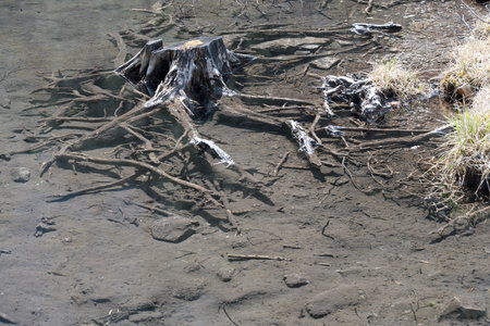 Old dead tree stump with scrawny branched roots and branches in clear Tyrolean mountain lake partially submerged water surface with reflection of sky as concept for transience and decayの写真素材