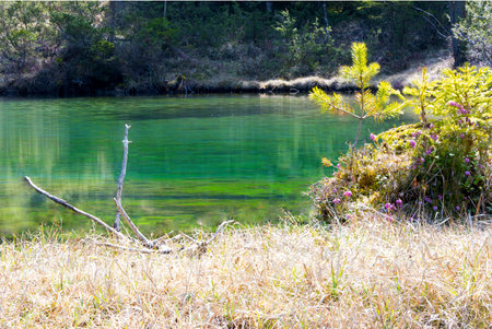 Standing green water of a Tyrolean mountain lake surrounded by forests as a concept for intact nature rest relaxation and moorの写真素材