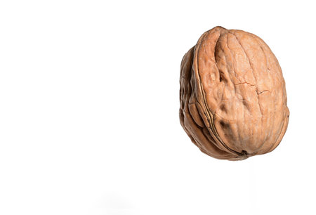 Close-up of a ripe walnut with closed shell on a white background as a concept for walnuts Nuts Autumn and Hard Shellの写真素材