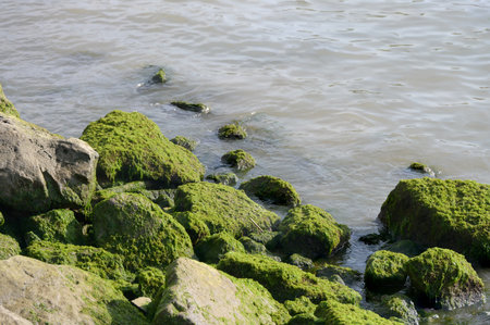rocks and stones in the water overgrown with moss and algae