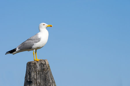 Close up animal portrait of standing gray white seagull sitting on plank pier post in harbor against blue cloudless sky as seabirds by sea conceptの写真素材