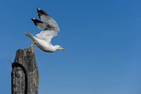 Close up of a white seagull taking off flying away on a weathered old wooden plank at a seaside harbor which pushes off powerfully to start its flight concept for beginning take off new challengesの写真素材