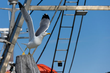 White seagull with spread wings for flying taking off fly away on rotten weathered wood pile plank at harbor fishing boats ready to start flight as concept for new challenges beginning startの写真素材