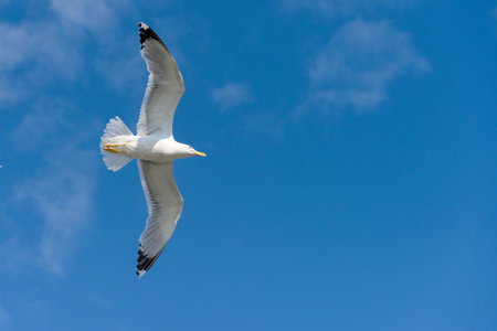 Big white seagull with wide spread wings in flight against blue sky as concept for freedom vacation flying on coastsの写真素材