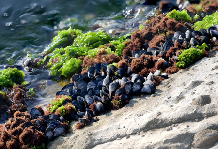 Sea coast with surf salt water green algae and shells grown on rocks stones in bright sunshineの写真素材
