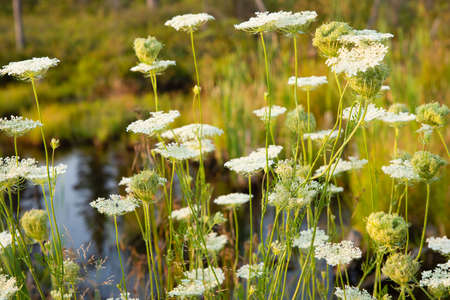 white flowers in summer