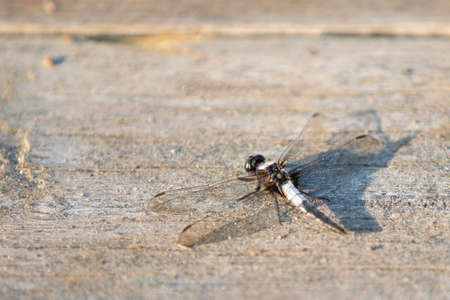 Dragonfly Insect Resting on Wood in the Summerの写真素材
