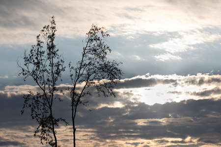 Bright Sun Sky Trees and Clouds in Evening in Summerの写真素材