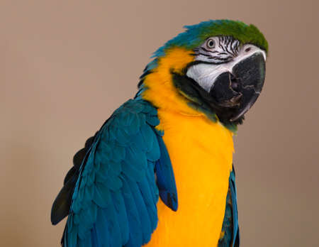 Blue Yellow Gold Macaw Parrot Bird Ara ararauna Close Up Face