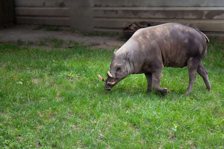 Babirusa Deer Pig Babyrousa Grey Summer