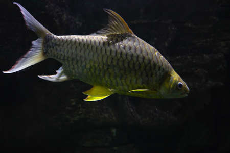 Golden Tinfoil Barb Fish Barbonymus Schwanenfeldii Water