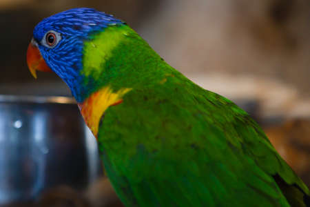 cute little parakeet bird
