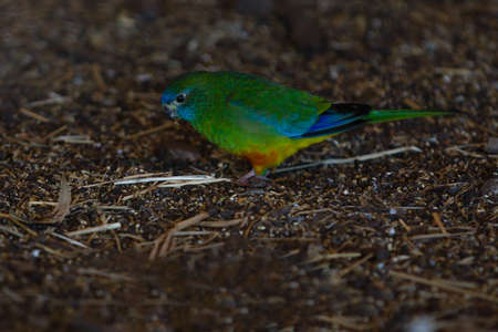 colourful little parakeet bird animal