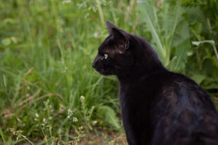 Black Cat Portrait Outdoors in the Summerの写真素材
