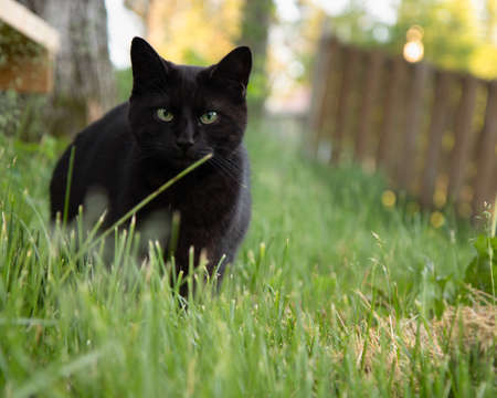Black Cat Portrait Outdoors in the Summerの写真素材