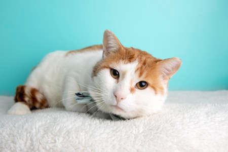 Orange Tabby Cat Portrait in Studio and Wearing a Bow Tieの写真素材