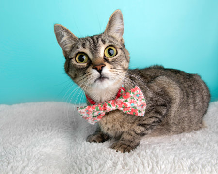Brown Tabby Cat Portrait in Studio and Wearing a Bow Tie
