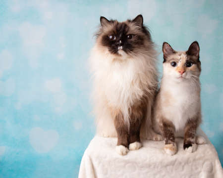 Mitted Seal Point Ragdoll and Siamese Mix Cat Portrait in Studioの写真素材