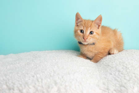 Cute Young Orange Tabby Cat Kitten Rescue Wearing Blue and White Poka Dotted Bow Tie Lying Down...